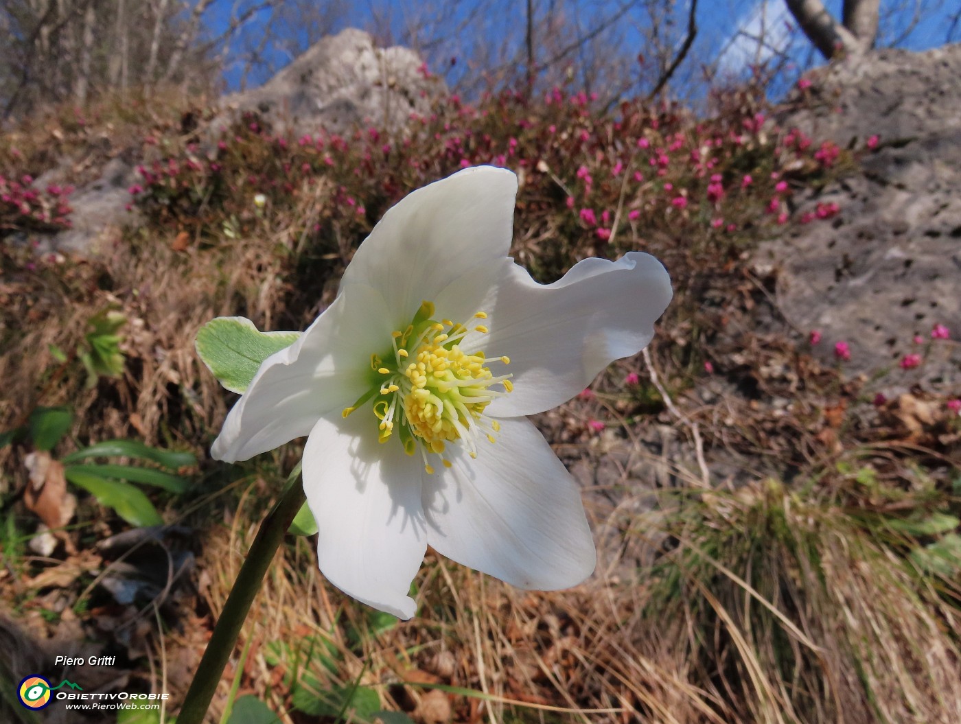 16 Helleborus niger (Elleboro) ed Erica in fiore.JPG